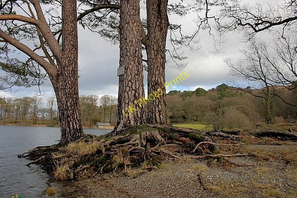 Photo 6"x4" Peninsula, Coniston Water High Nibthwaite c2011