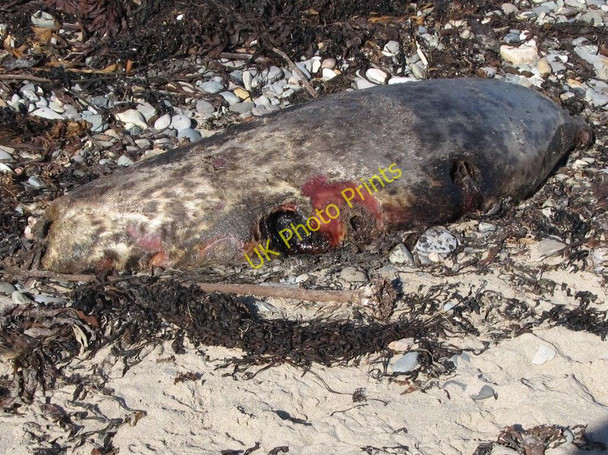Photo 6"x4" A dead seal on the strand at Greencastle Greencastle\/J2411 c2011