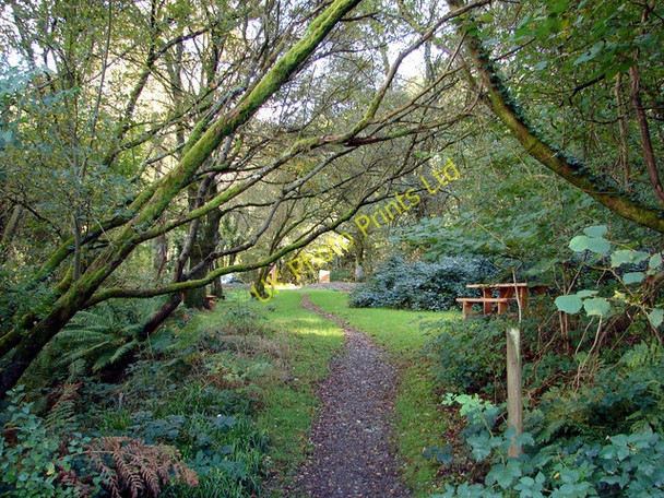 Photo 6"x4" Forest Glade in Coed Tynybedw Llanafan c2006