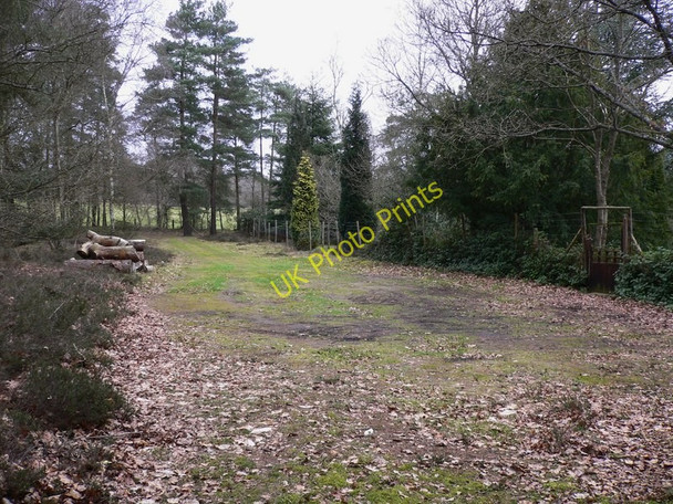 Photo 6"x4" Track to byway near Tilford Tilford Common c2011