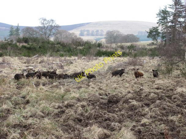 Photo 6"x4" Wild boar, Bamff Alyth c2011