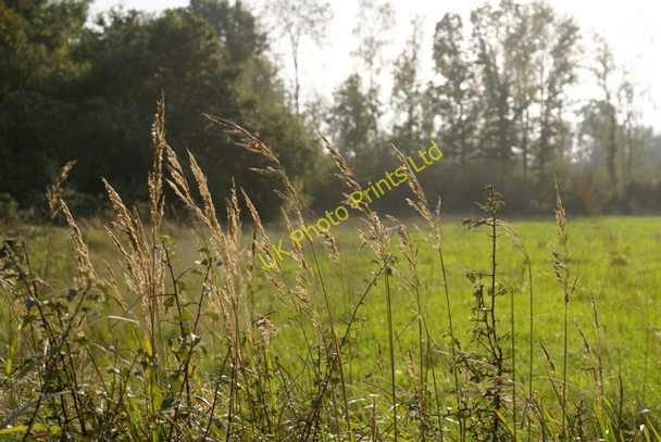 Photo 6"x4" Hell Coppice Horton-cum-Studley c2006