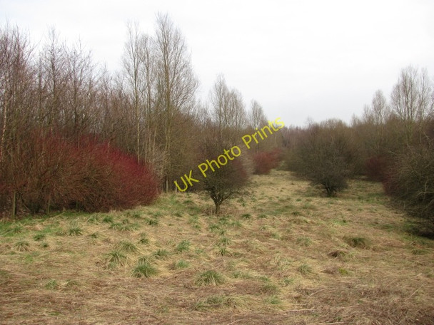 Photo 6"x4" Woodland, Drumgrew Blackwood\/NS7274 c2011