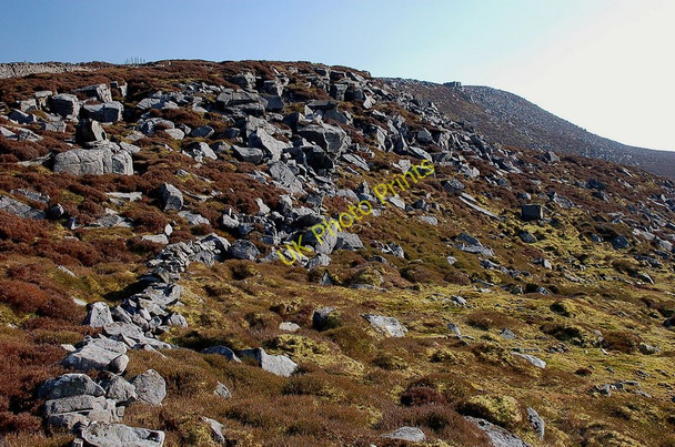 Photo 6"x4" Clougha Scar Hare Appletree c2011