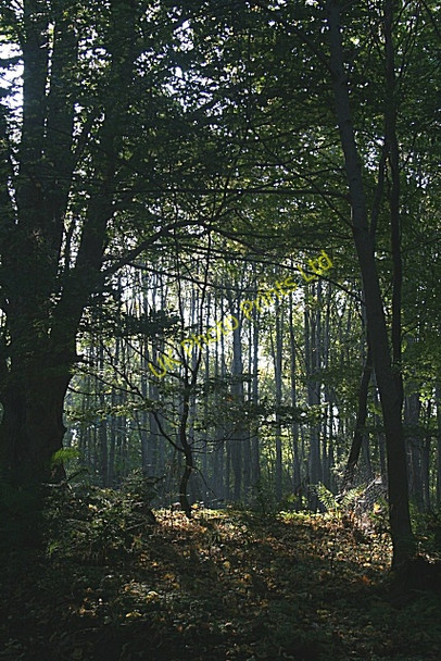 Photo 6"x4" Castlehill Wood Fochabers c2006