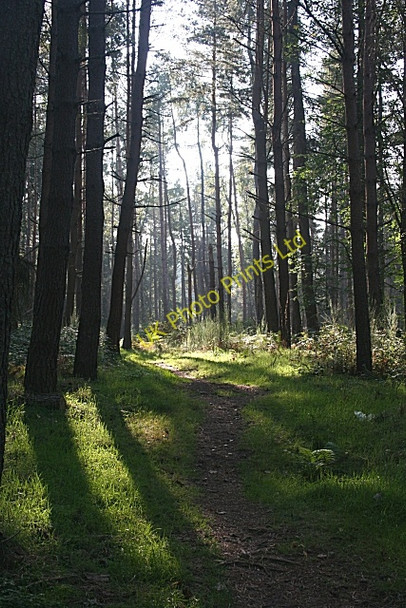 Photo 6"x4" Castlehill Wood Fochabers c2006 P1