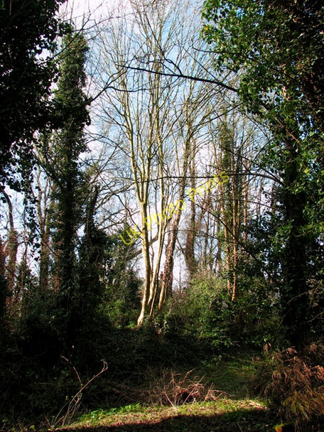 Photo 6"x4" The site of an old chalk mine in Eaton (Norwich) Eaton\/TG2106 c2011