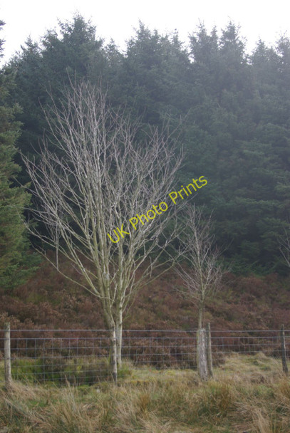 Photo 6"x4" Colcaenog Forest Llyn Du\/SH9957 c2011