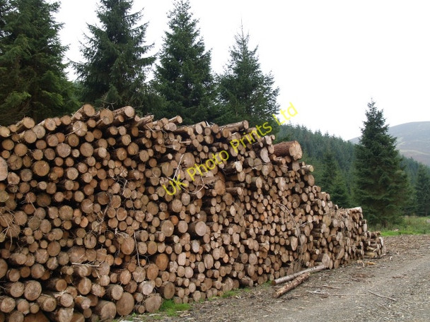 Photo 6"x4" Logs and forest, Williamslee Hope Williamslee c2006