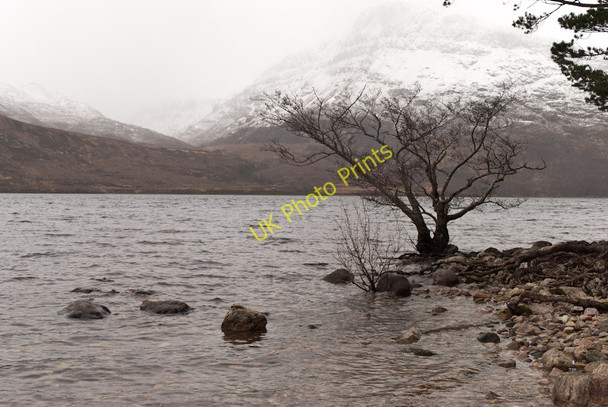 Photo 6"x4" Dwarf tree beside Loch Maree Anancaun c2011