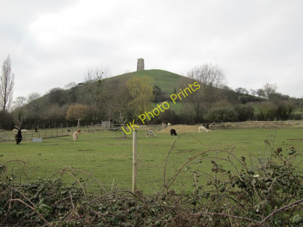 Photo 6"x4" Llamas in the field Glastonbury c2011