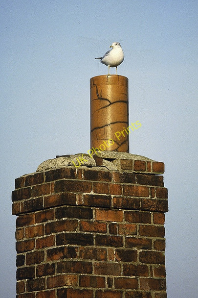 Photo 6"x4" Common Gull (Larus canus), Ormskirk Ormskirk c1984