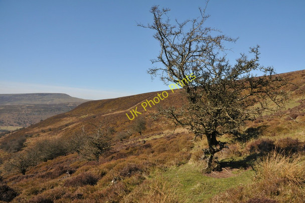 Photo 6"x4" On Pen Gwyllt Meirch Mynydd Du Forest c2011