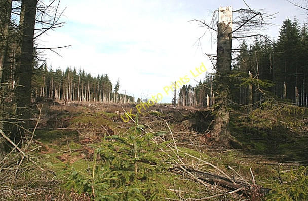 Photo 6"x4" Whiteash Forest Auchinderran\/NJ4055 c2006