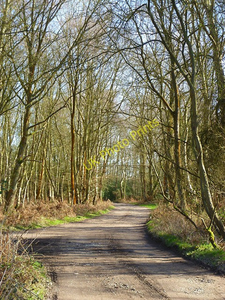 Photo 6"x4" Byway and common, Bucklebury Scotland\/SU5669 c2011
