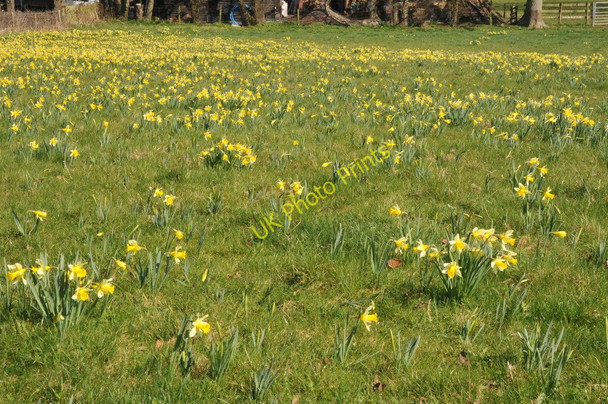 Photo 6"x4" Wild daffodils, Kempley. Kempley c2011