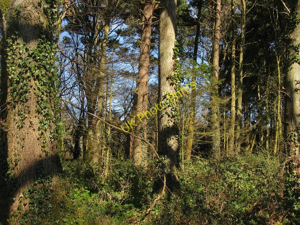 Photo 6"x4" Site of Isfield Brick and Tile Works Isfield c2011