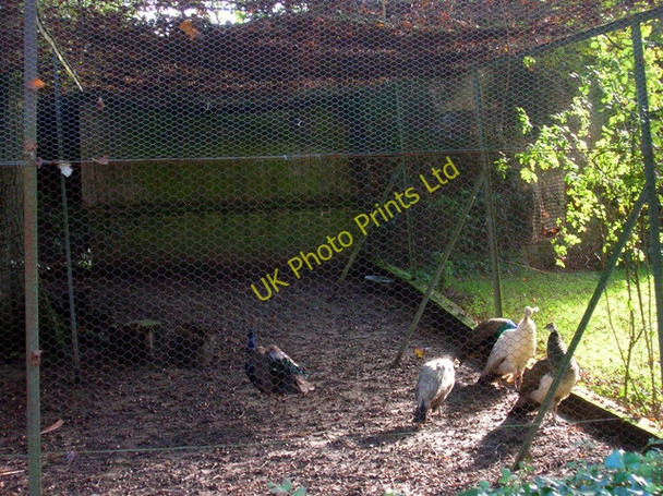 Photo 6"x4" Peacocks, Nash Street Farm Burgh Hill\/TQ5412 c2006