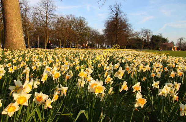 Photo 6"x4" Daffodils in Greenwich Park Greenwich\/TQ3977 c2011