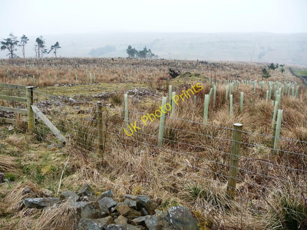 Photo 6"x4" Where have all the trees gone? Grisdale c2011