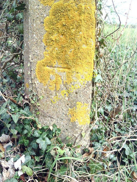Photo 6"x4" Benchmark on concrete gatepost at Benson Lane end of Marsh Lane Wallingford c2011