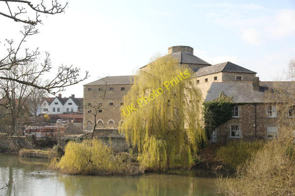 Photo 6"x4" Willow by the gaol Abingdon c2011