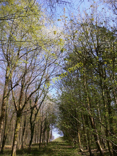 Photo 6"x4" Track in Singleton Forest Cocking c2011