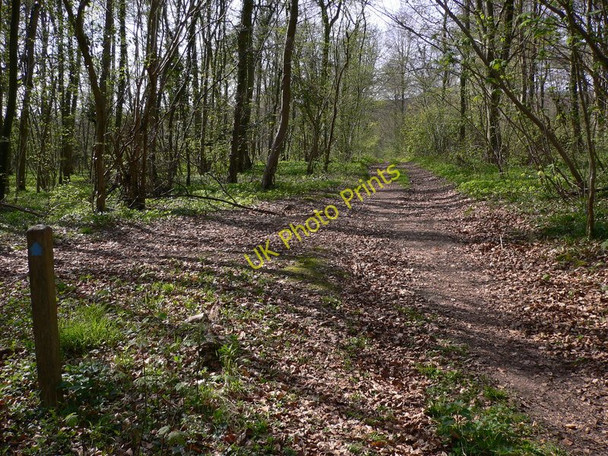 Photo 6"x4" Bridleway north of Nightingale Wood Cocking c2011