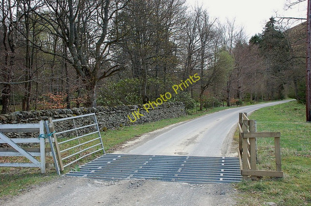 Photo 6"x4" Edge of the woodland at Leithen Lodge Williamslee c2011