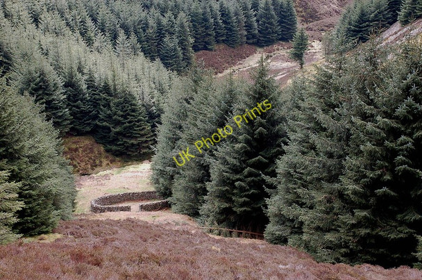 Photo 6"x4" Sheepfold within the forest, Williamslee Hope Williamslee c2011