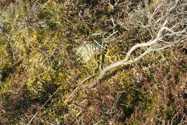 Photo 6"x4" Common lizard by the River Skinsdale Strath Skinsdale\/NC7519 c2011