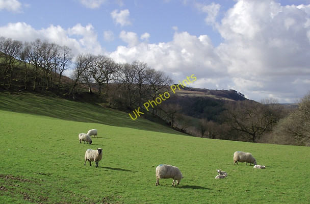 Photo 6"x4" Grazing south of Rhandirmwyn, Carmarthenshire Rhandirmwyn c2011
