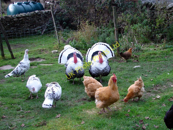 Photo 6"x4" Yard birds at Dent Head Farm Stone House\/SD7785 c2006