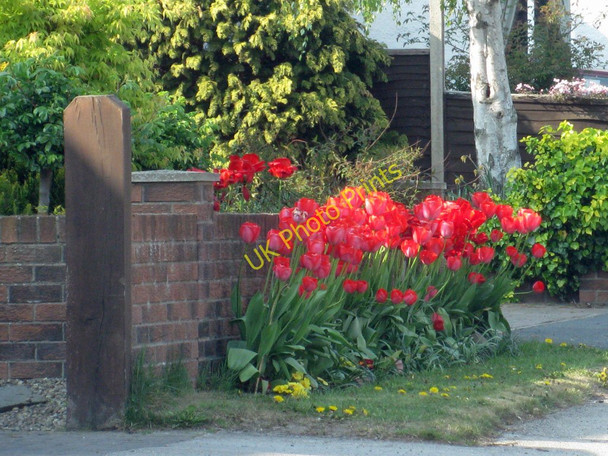Photo 6"x4" Floral display on Carr Lane Stillington\/SE5867 c2011