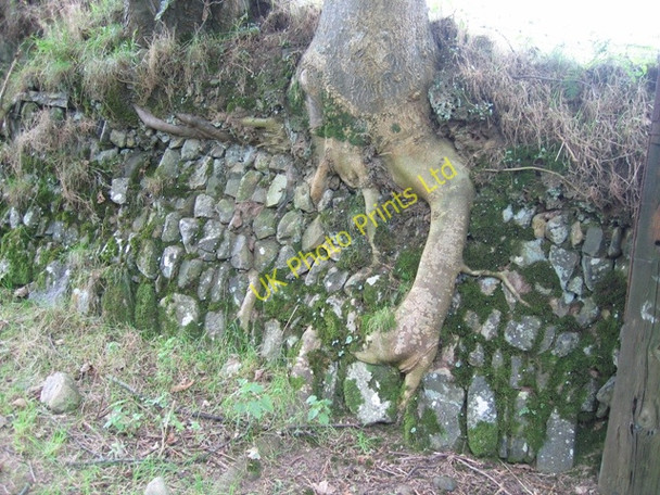 Photo 6"x4" Lane bank near Nefyn Nefyn c2006