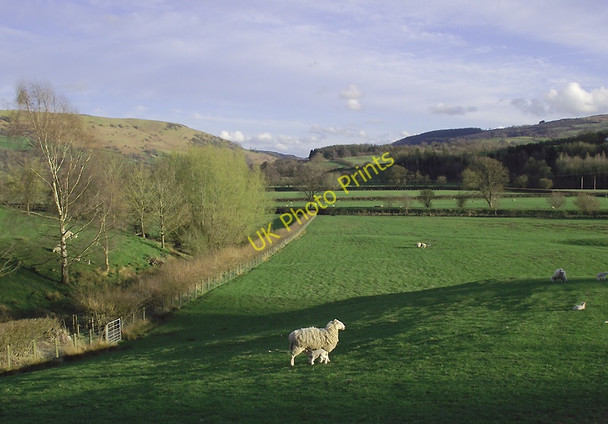 Photo 6"x4" Grazing east of Builth Wells, Powys Builth Wells\/Llanfair-Ym-Muallt c2011