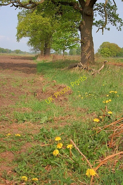 Photo 6"x4" Old Field Boundary, Dodsworth Farm Wheldrake c2011
