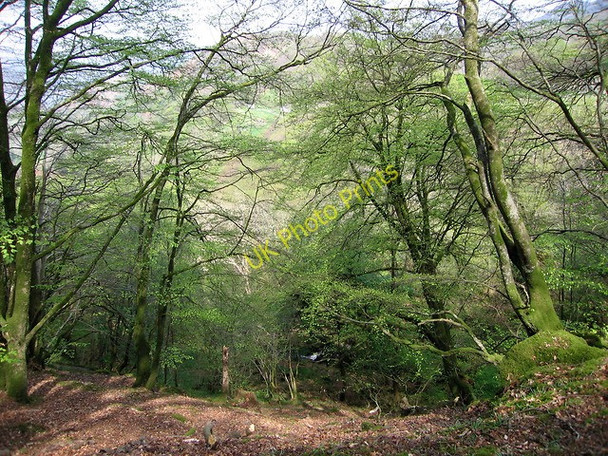 Photo 6"x4" Above Arthog falls Arthog c2011
