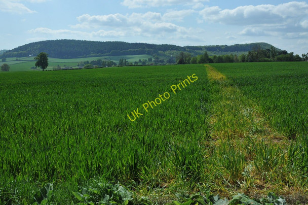 Photo 6"x4" Footpath through a cereal field, Bury Hill Bromsash c2011