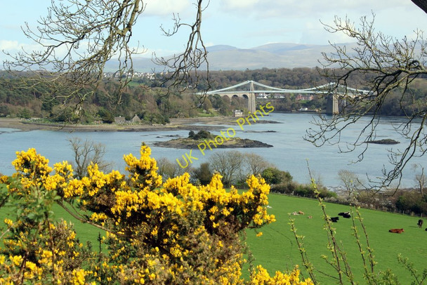 Photo 6"x4" Gorse on Farmland looking towards Menai Suspension Bridge Llanfair Pwllgwyngyll c2011