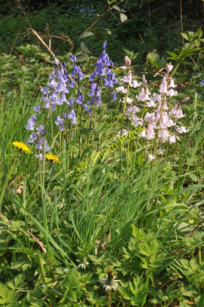 Photo 6"x4" Bluebells at Bailey Lane End Lane End\/SO6419 c2011