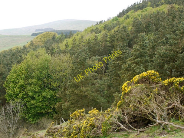Photo 6"x4" Hazeltonrig Plantation Alnham c2011