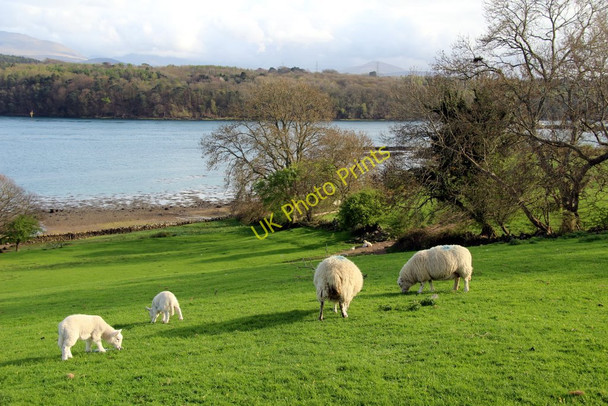 Photo 6"x4" Lambs, Farmland, Anglesey Llanfair Pwllgwyngyll c2011