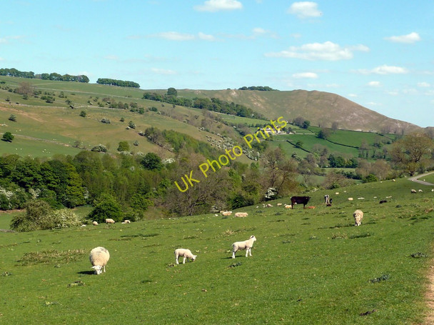 Photo 6"x4" Sheep in the Manifold Valley Calton\/SK1050 c2011
