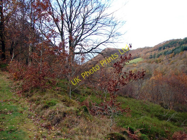 Photo 6"x4" Path through Cwm Rheidol Devil's Bridge\/Pontarfynach c2006
