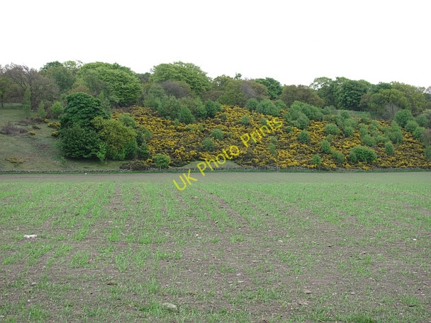 Photo 6"x4" Whins, Craig Binning Dechmont c2011