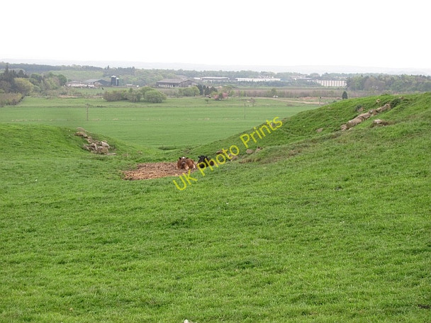 Photo 6"x4" Cattle in a quarry Wester Dechmont c2011
