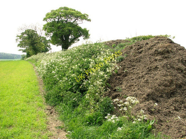 Photo 6"x4" Field boundary west of Hempstead Holt\/TG0838 c2011