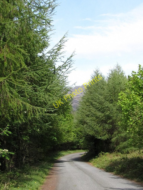 Photo 6"x4" View northwards along the forest road Annalong c2011