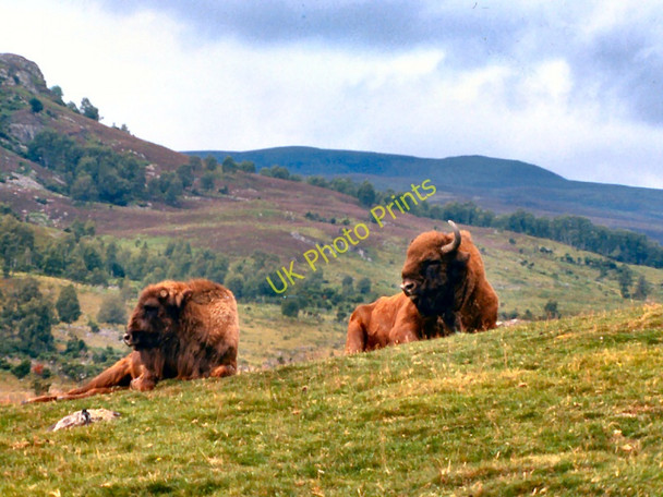 Photo 6"x4" Bison at Kingussie Wildlife Park Balavil\/NH7902 c1978